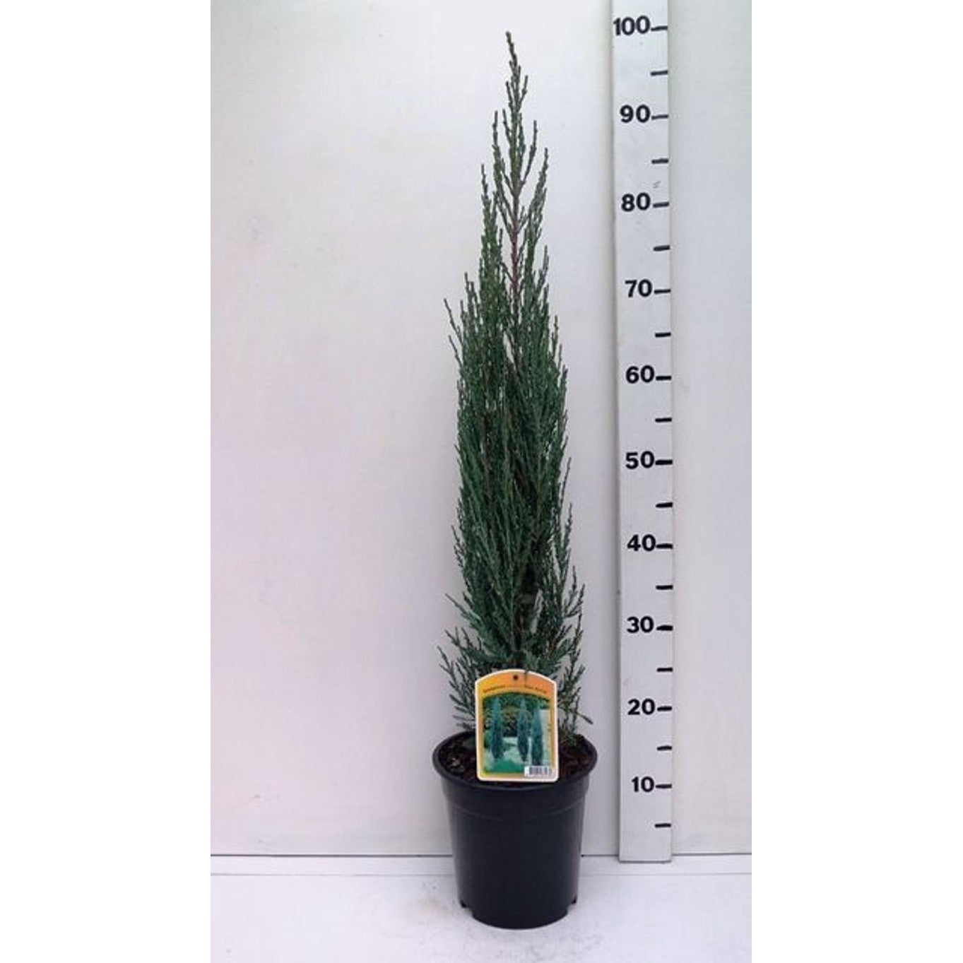 Sabina-en – Juniperus sabina 'Blue Arrow' - C3 60-80 CM